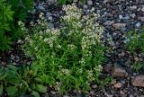 Galium boreale