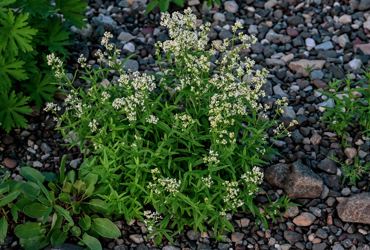 Image of Galium boreale specimen.