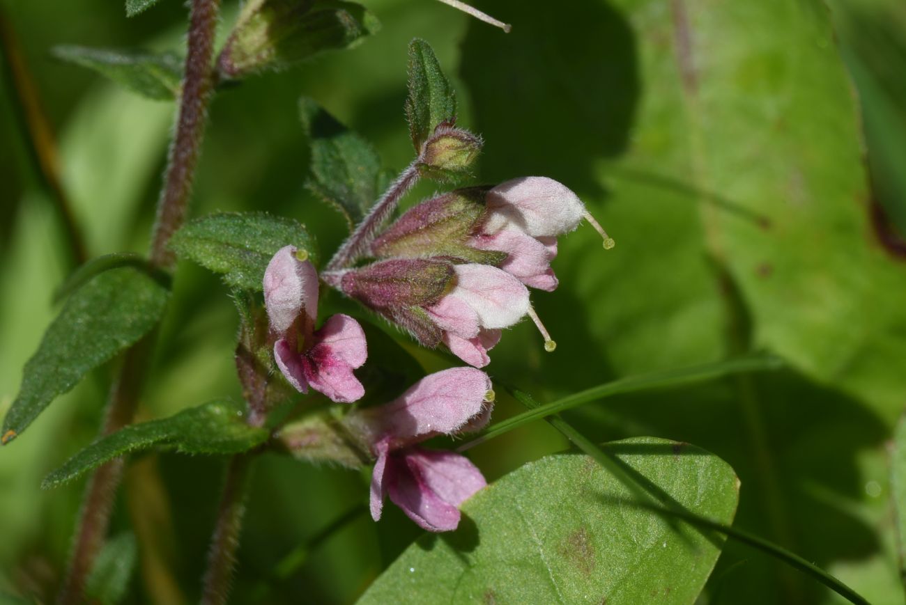 Изображение особи Odontites vulgaris.