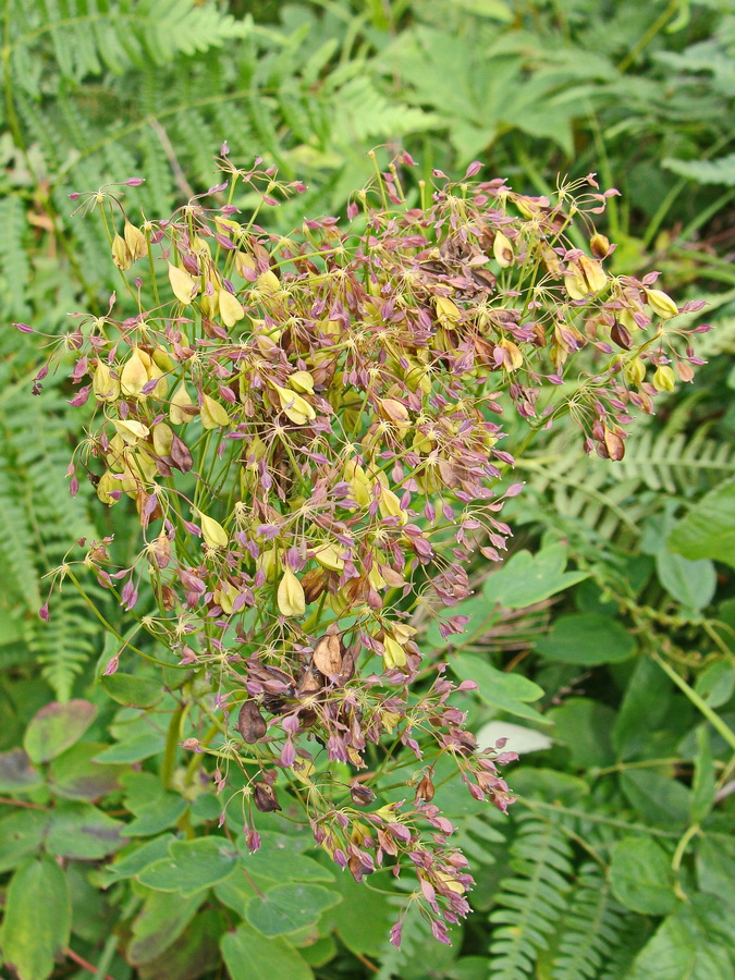 Изображение особи Thalictrum contortum.