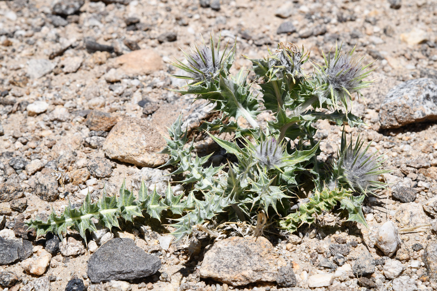 Image of genus Cousinia specimen.