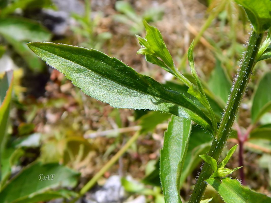 Изображение особи род Erigeron.