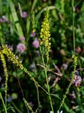 Melilotus officinalis. Верхушка побега с соцветиями. Вологодская обл., Вологодский р-н, окр. дер. Кирики-Улита, луг. 14.07.2024.