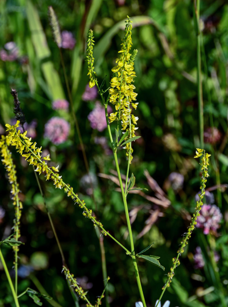 Image of Melilotus officinalis specimen.