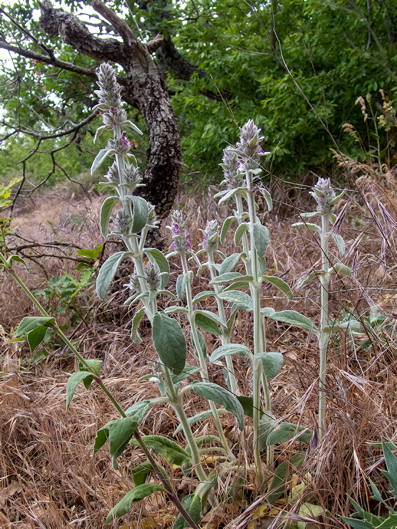 Изображение особи Stachys velata.