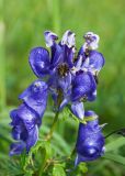 Aconitum fischeri. Соцветие (у верхних цветков нектарники выглядывают из шлемов). Камчатский край, Елизовский р-н, берег оз. Тахколоч, луг. 04.08.2024.