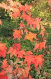 Acer oliverianum