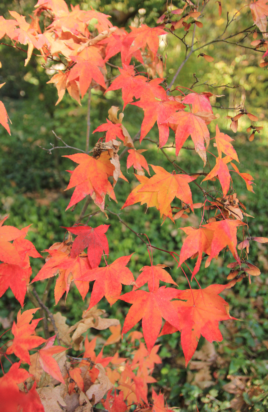 Изображение особи Acer oliverianum.