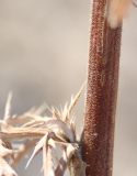 Echinops meyeri