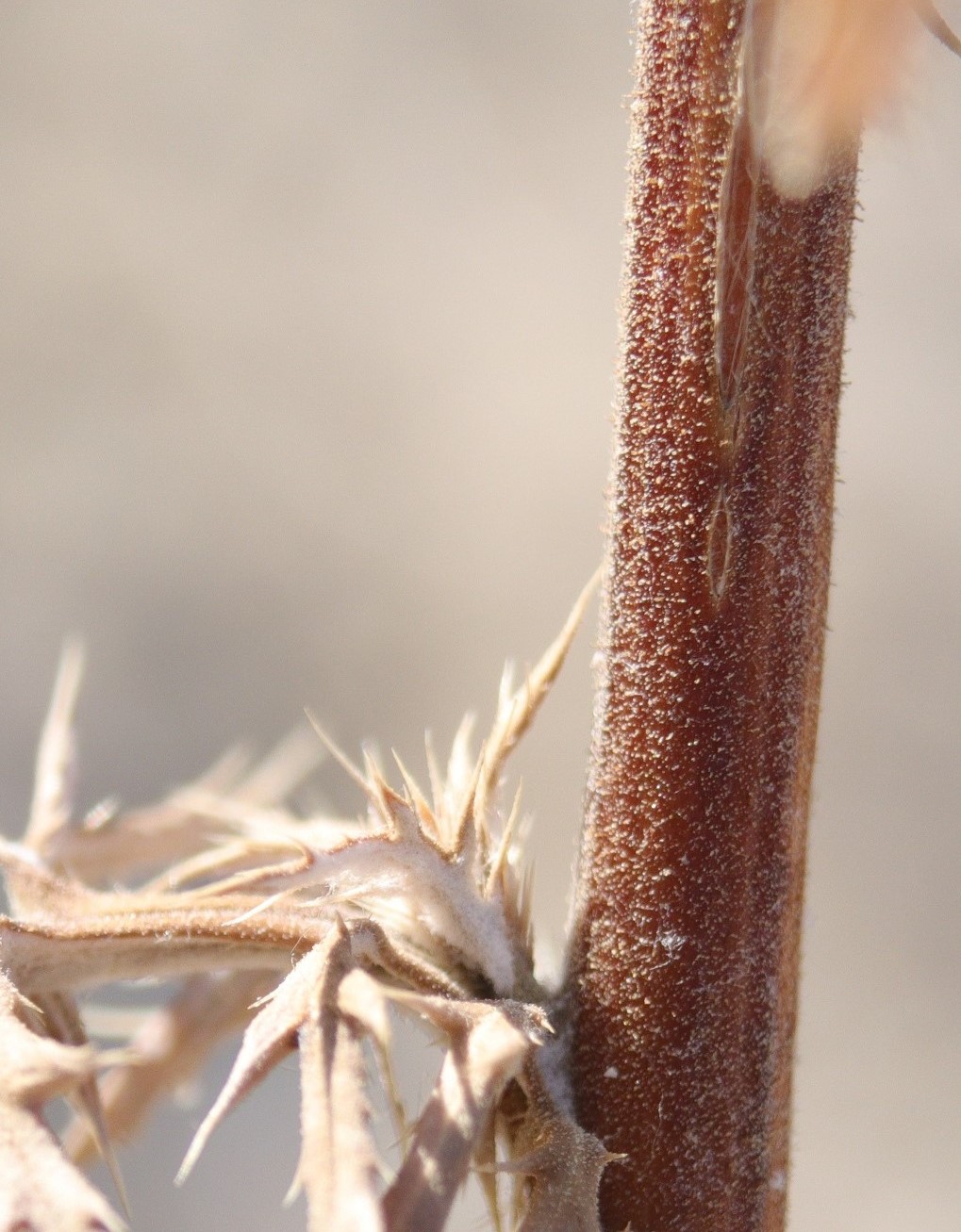 Изображение особи Echinops meyeri.