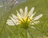 Taraxacum stenocephalum. Верхушка побега с соцветием. Кабардино-Балкария, Черекский р-н, северо-восточный склон горы Эркедыген, ≈ 2500 м н.у.м., альпийский луг. 29.07.2024.