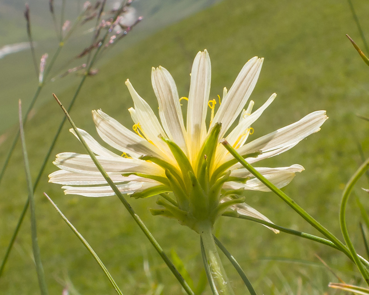 Image of Taraxacum stenocephalum specimen.