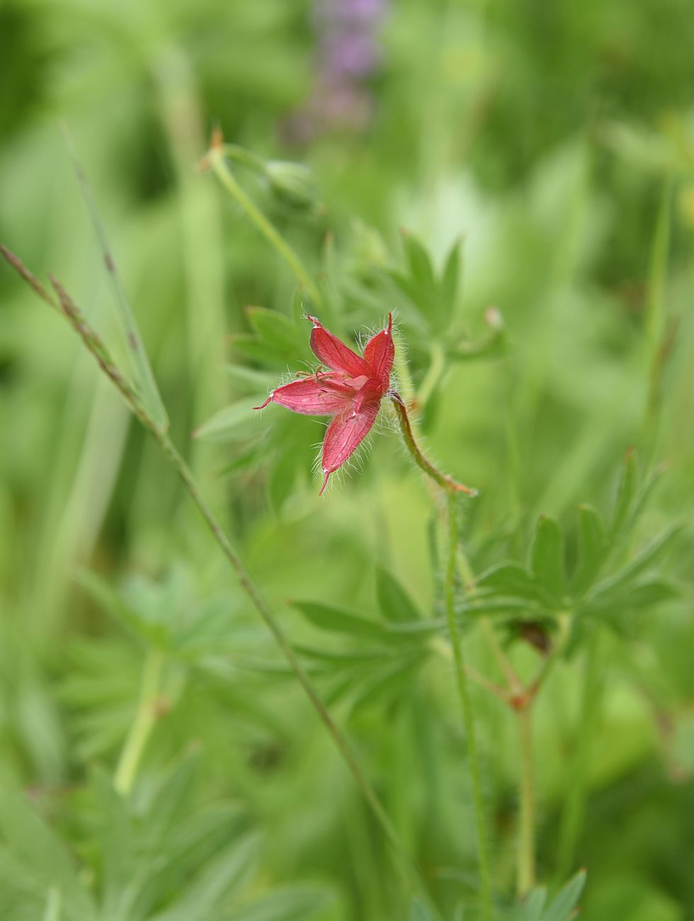 Image of Geranium sanguineum specimen.