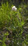 Anemone sylvestris