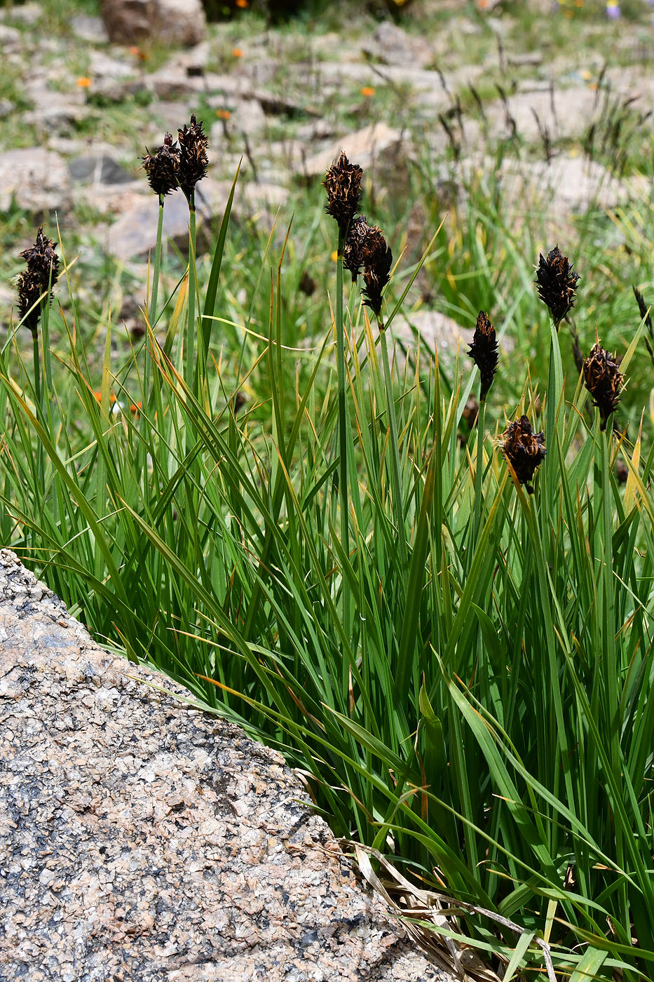 Изображение особи Carex aterrima.