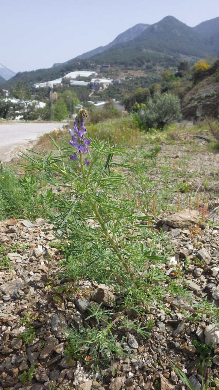 Изображение особи Lupinus angustifolius.