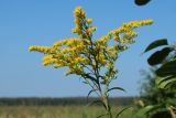 Смотреть изображение Solidago canadensis