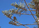 Смотреть изображение Araucaria heterophylla