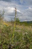 Смотреть изображение Anacamptis morio подвид caucasica