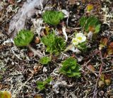 Смотреть изображение Anemonastrum brevipedunculatum