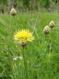 Centaurea orientalis