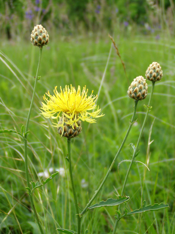 Image of Centaurea orientalis specimen.