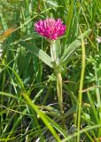 View full-size image Trifolium alpestre