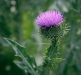 Смотреть изображение Onopordum acanthium