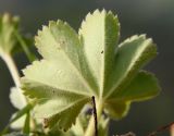 View full-size image Alchemilla caucasica
