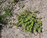 View full-size image Alkanna orientalis