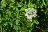 View full-size image familia Apiaceae