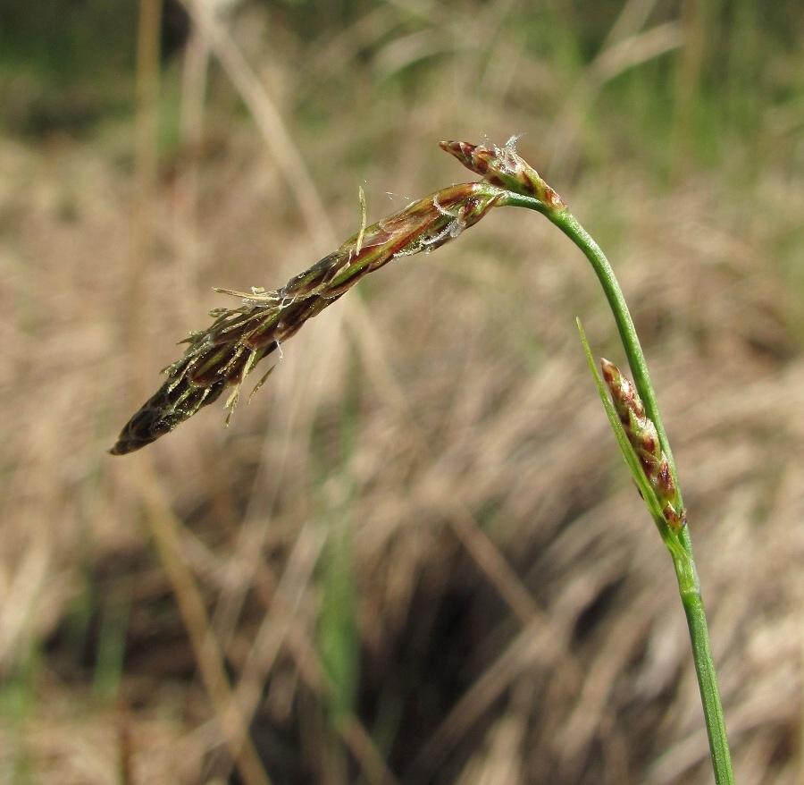 Image of Carex globularis specimen.