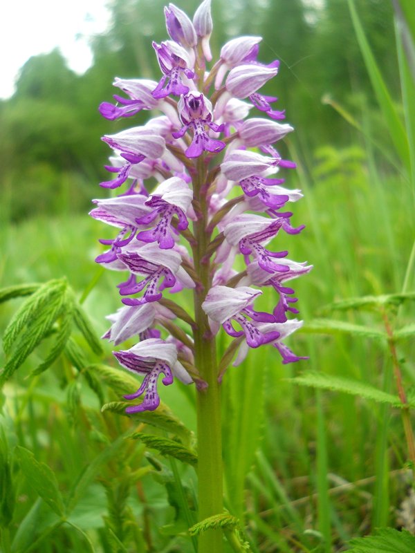 Image of Orchis militaris specimen.