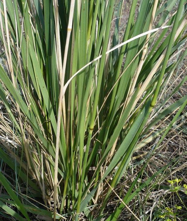 Image of genus Leymus specimen.