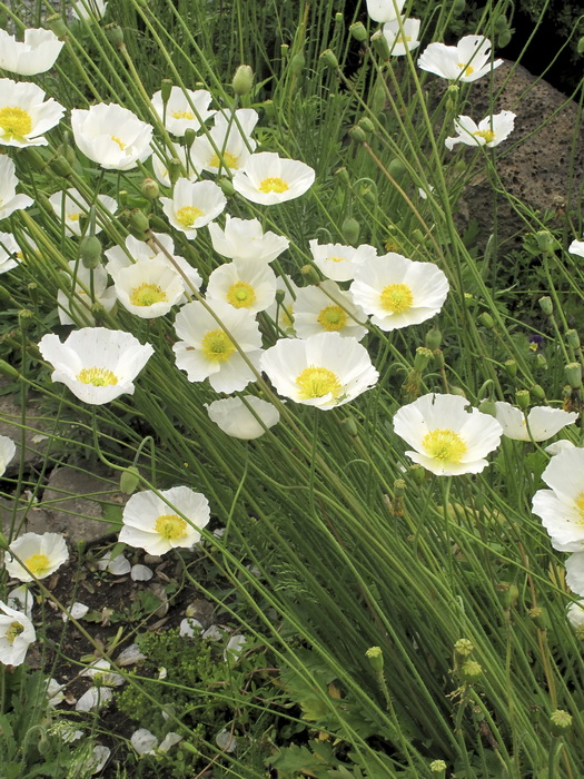 Image of Papaver amurense specimen.