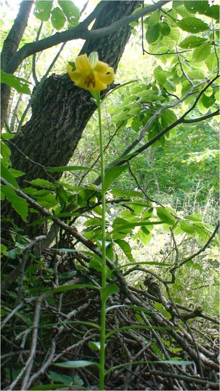 Image of Lilium armenum specimen.