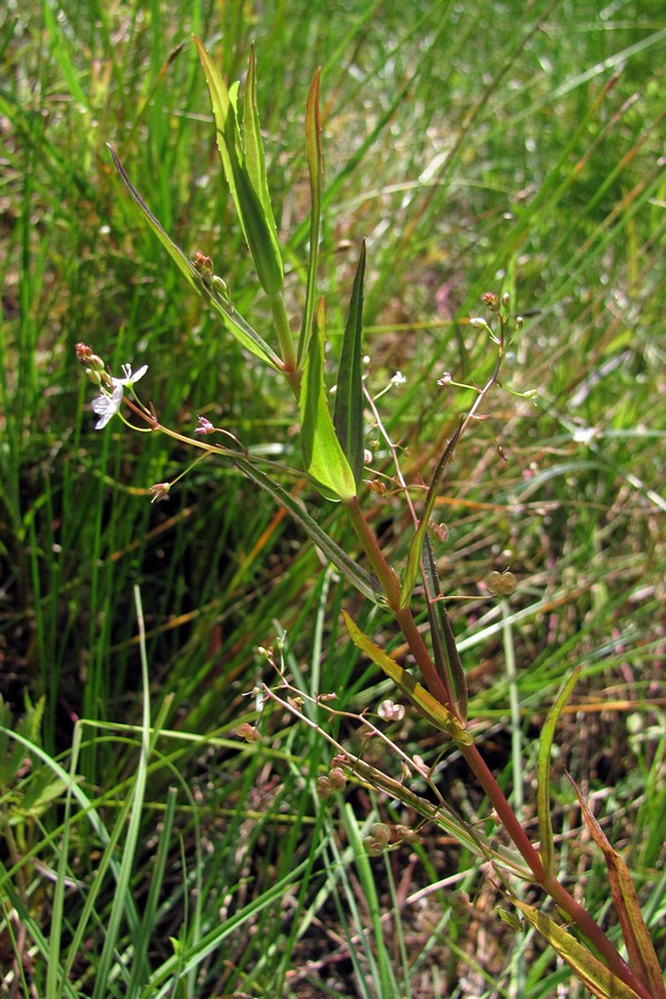 Image of Veronica scutellata specimen.