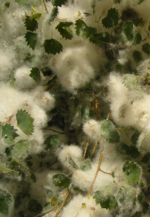 Image of Populus ariana specimen.