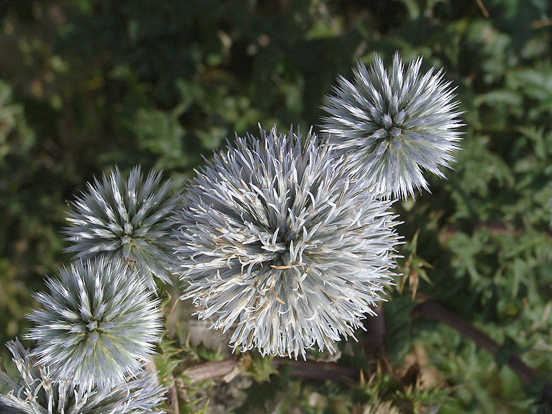 Изображение особи Echinops sphaerocephalus.