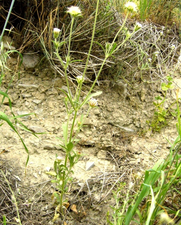 Image of Pterocephalus plumosus specimen.