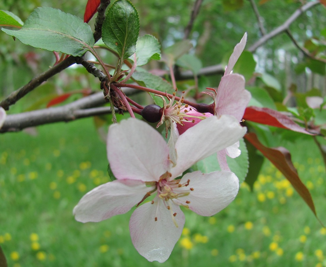 Image of Malus niedzwetzkyana specimen.