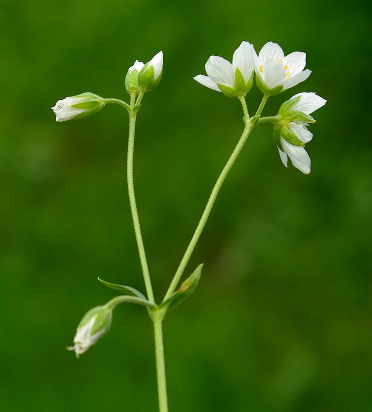 Изображение особи Cerastium bungeanum.