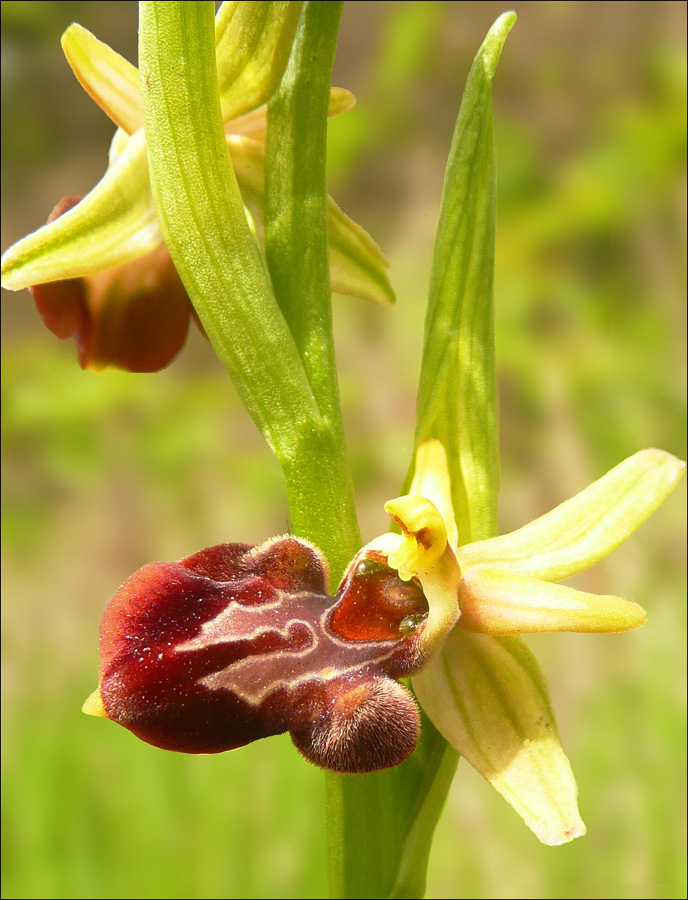 Изображение особи Ophrys mammosa ssp. caucasica.