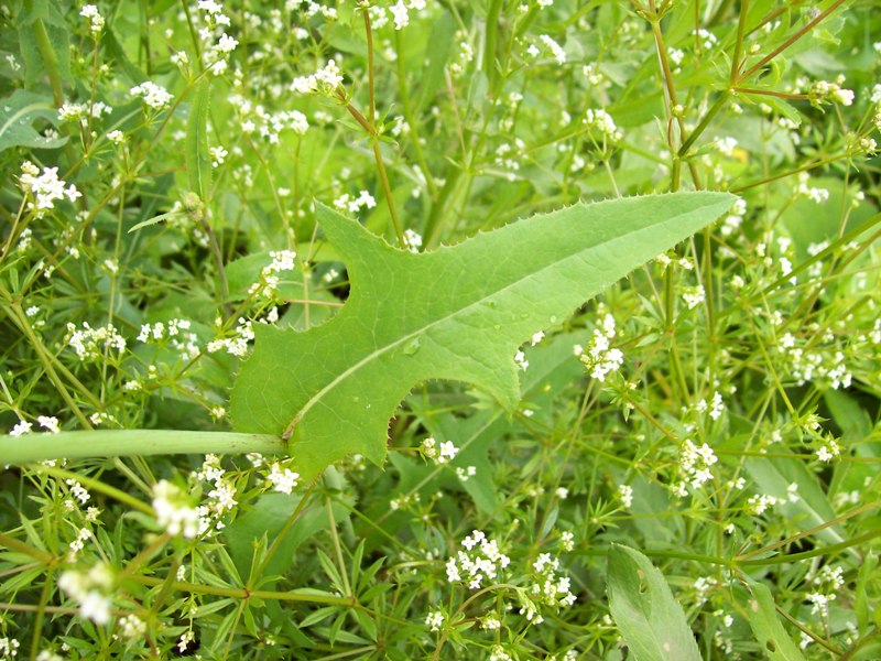 Изображение особи Sonchus arvensis ssp. uliginosus.