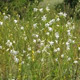 Anthericum ramosum. Верхушки цветущих растений. Украина, Донецкая обл., Славянский р-н, окр. с. Сидорово. 09.07.2011.