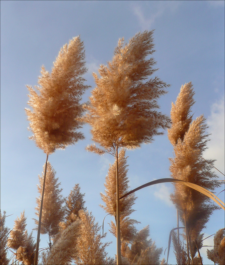 Image of Phragmites australis specimen.