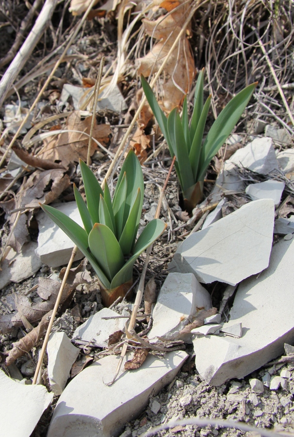 Image of genus Eremurus specimen.