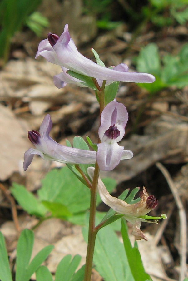 Image of Corydalis paczoskii specimen.