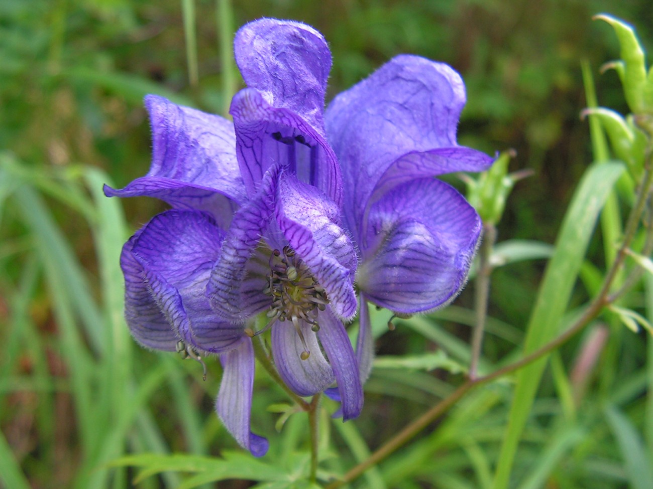 Image of Aconitum sczukinii specimen.