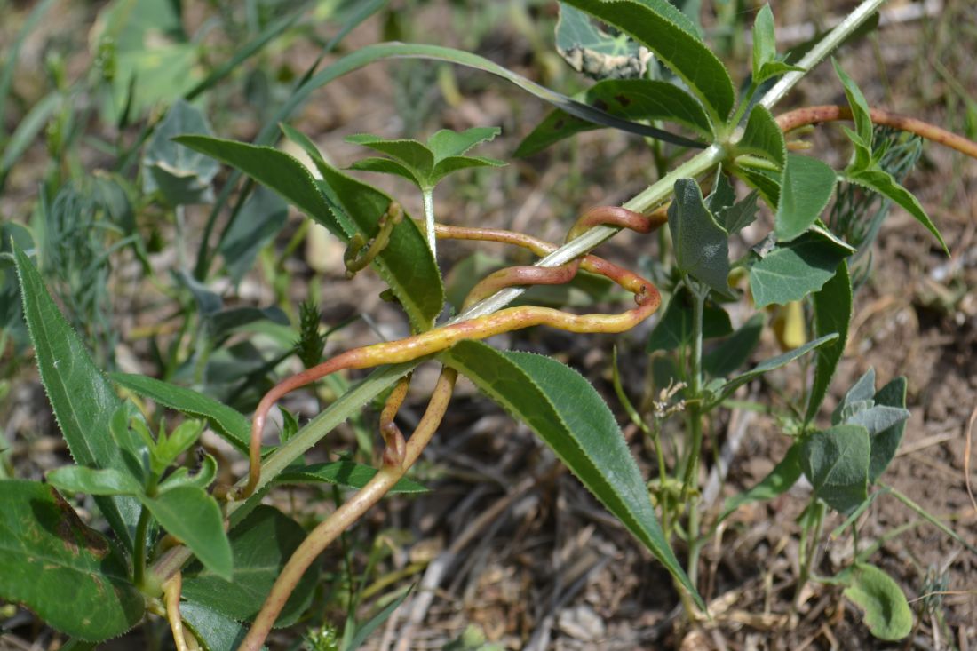 Image of genus Cuscuta specimen.